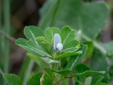 Fenugreek