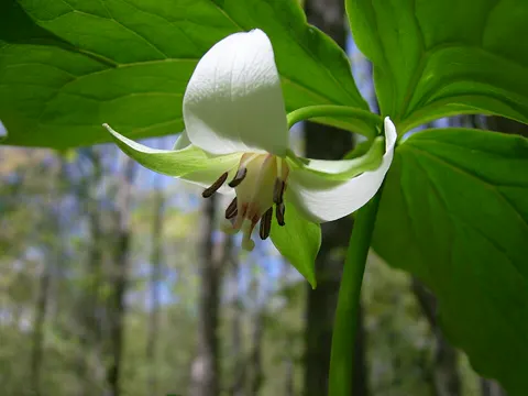 Nodding Trillium