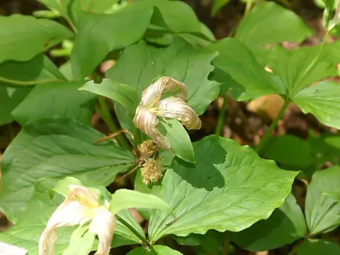 Großblütige Waldlilie