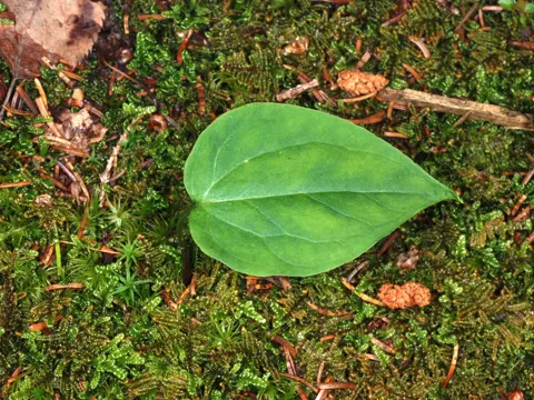 Painted Trillium