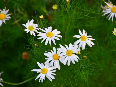 Scentless Mayweed