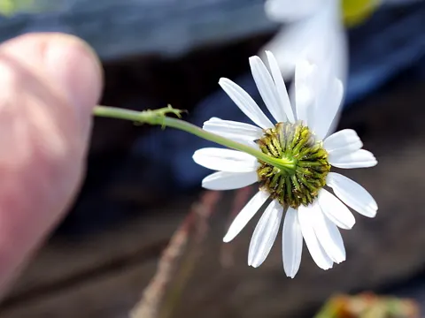 sea mayweed