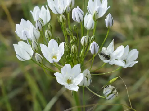 Fool's Onion