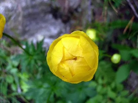 Globe Flower