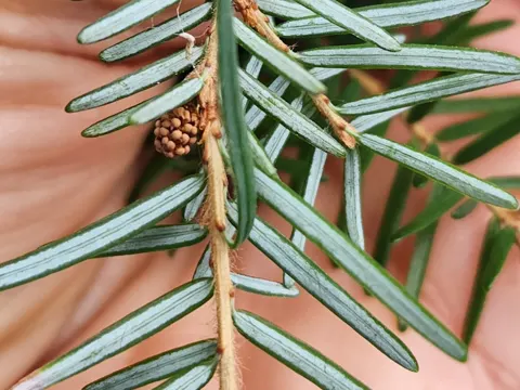 Western Hemlock (Tsuga heterophylla)