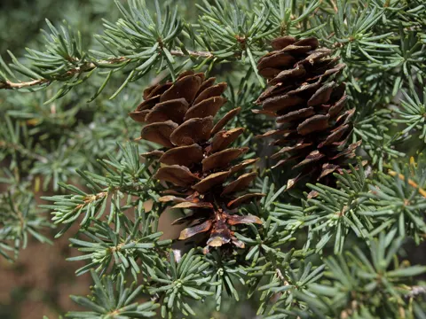 Mountain Hemlock