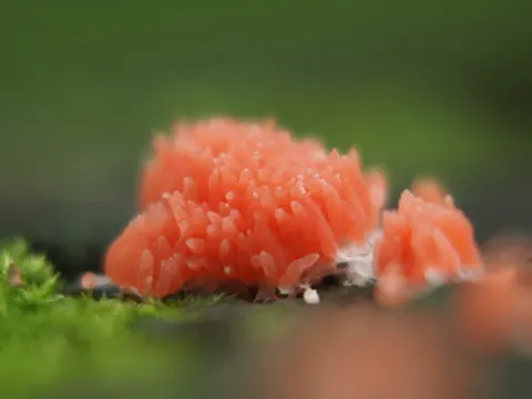Red Raspberry Slime Mold
