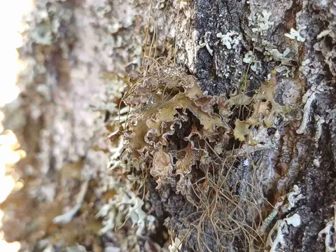 Powdered Wrinkle-lichen