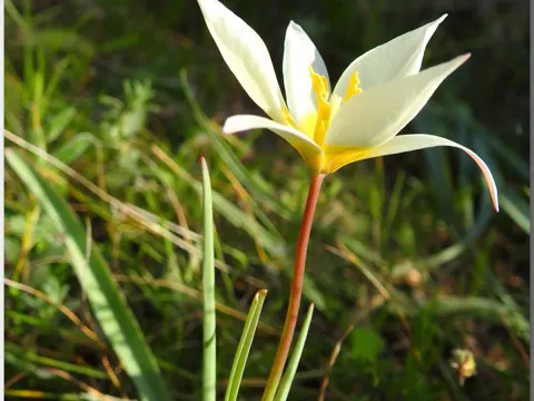 Wild Tulip