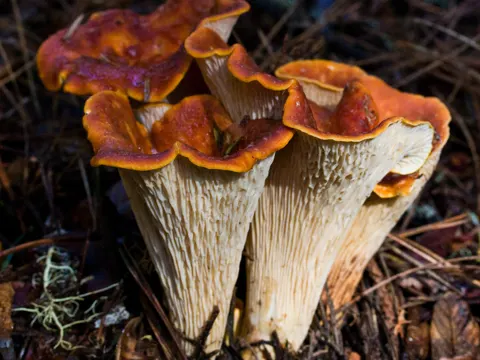 Scaly Chanterelle