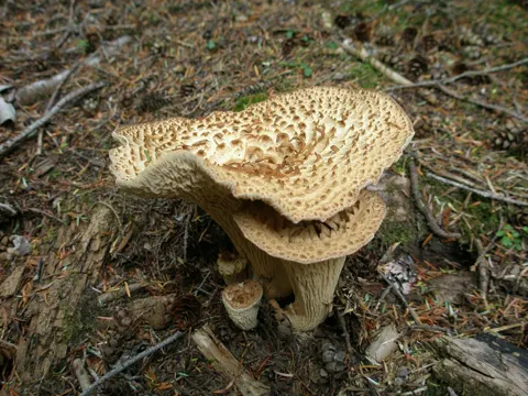 Kauffman's Gomphus