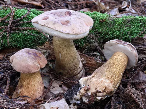 Bitter Bolete