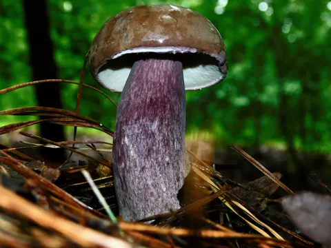 Violet Gray Bolete