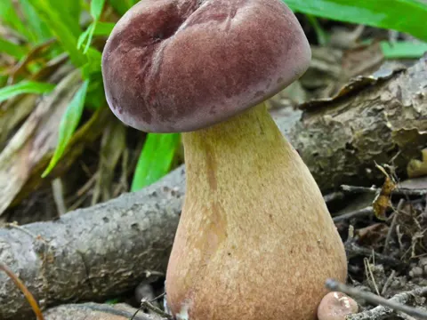 Reddish Brown Bitter Bolete