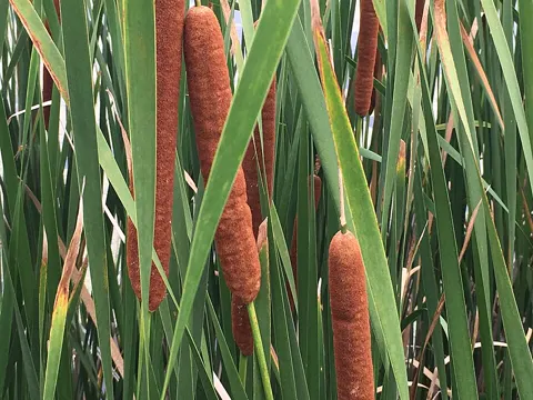 Cattail