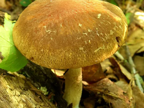 Wrinkled Psathyrella