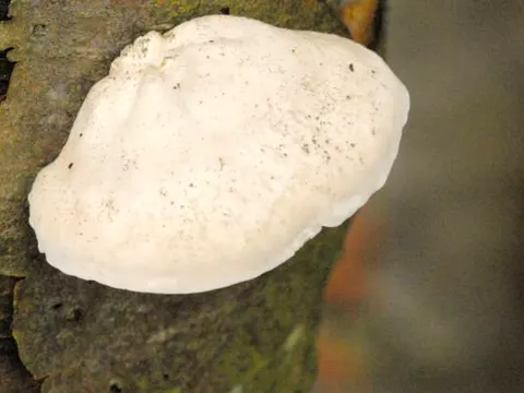 White Cheese Polypore
