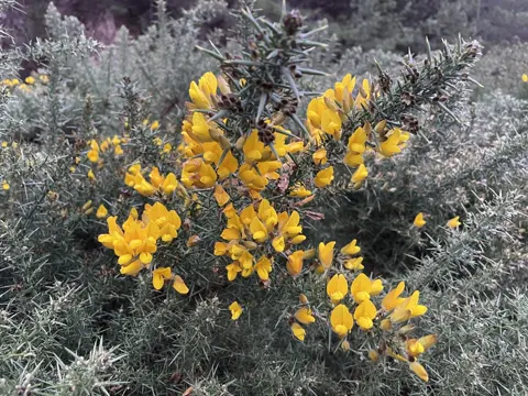 Gorse