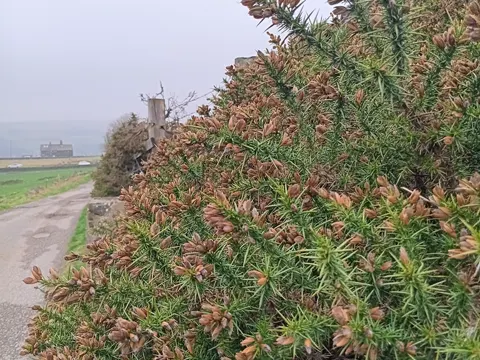 Western Gorse