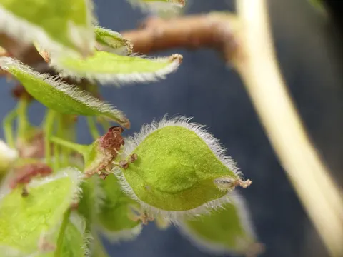 American Elm