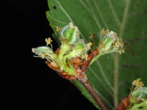 Cedar Elm