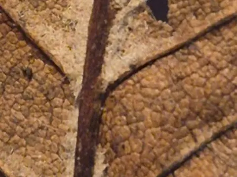 Small-leaved Elm