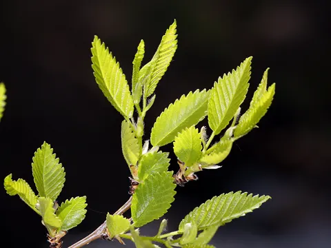 Siberian Elm