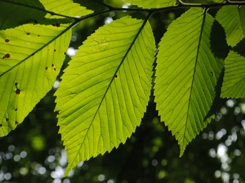 Slippery Elm