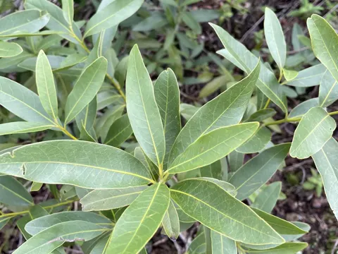 California Bay Laurel