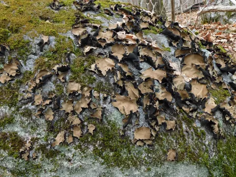 Smooth Navel Lichen