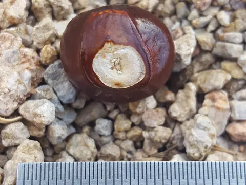 Mexican Buckeye
