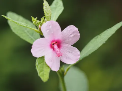 Caesarweed