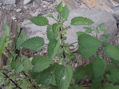 Bristly Nettle