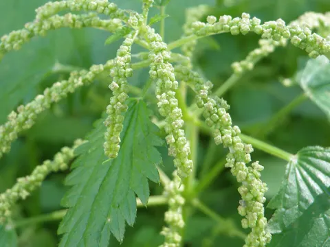Pellitory-of-the-wall