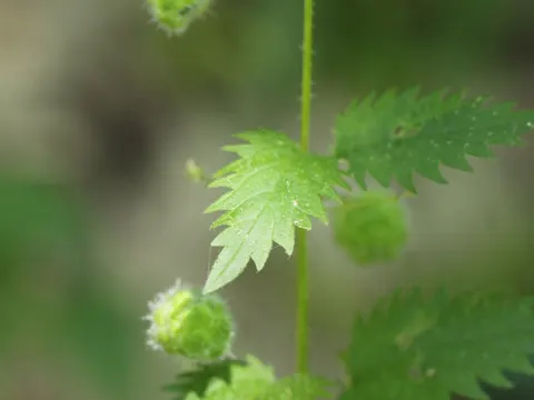Nettle