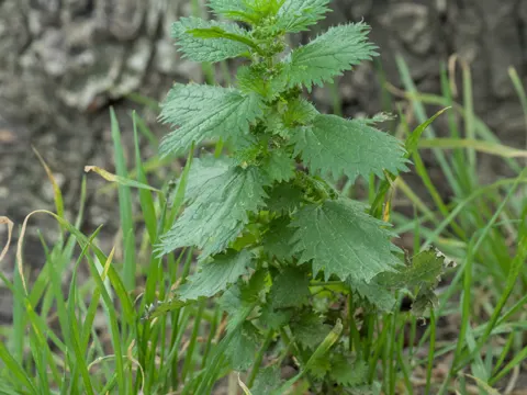 Stinging Nettle, Small Nettle