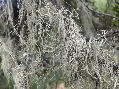 Old Man's Beard Lichen