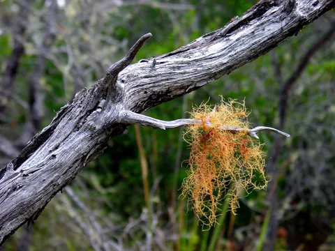 Powdered Lichen