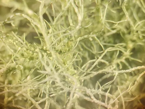 Boreal Beard Lichen