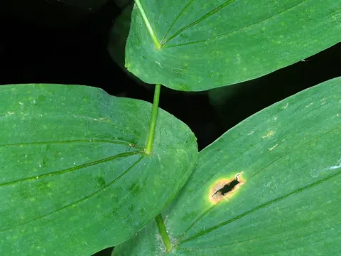 Large-flowered Bellwort