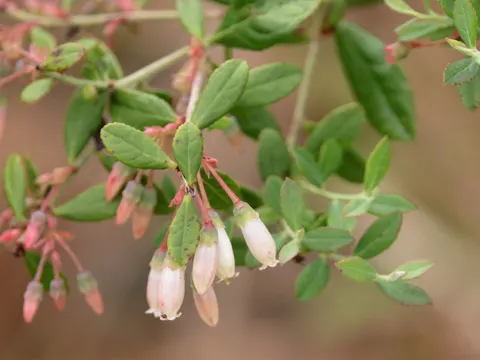 Darrow's Blueberry
