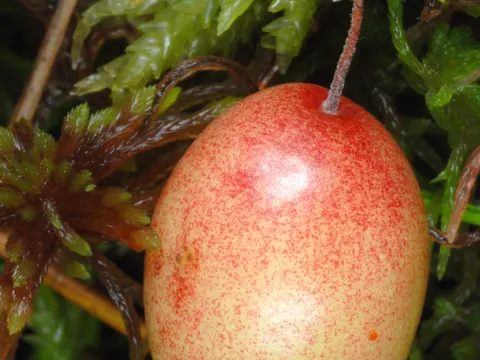 Cranberry