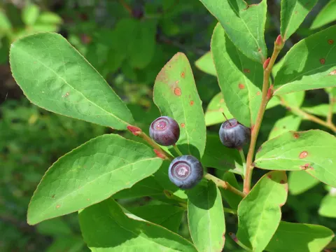 Black Huckleberry