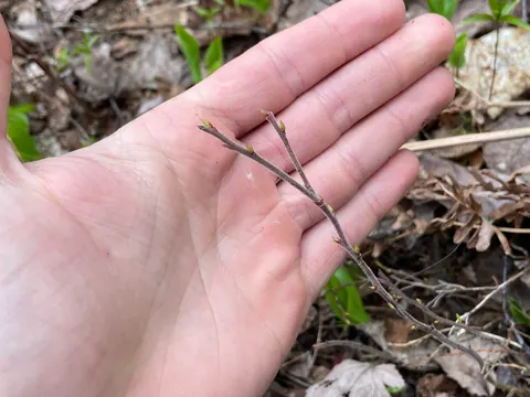 Velvet Leaf Blueberry