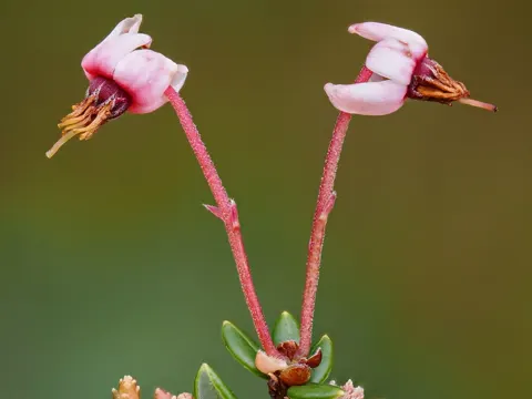 Cranberry