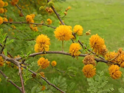 Sweet Acacia