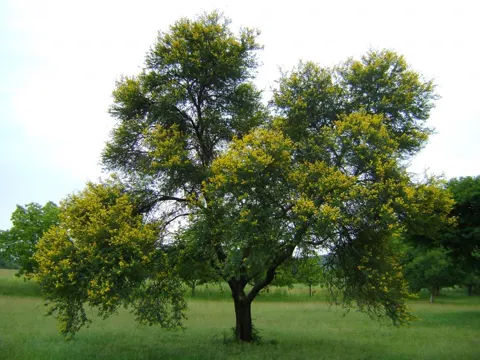 Acacia Karroo