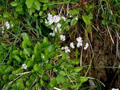 Marsh Valerian