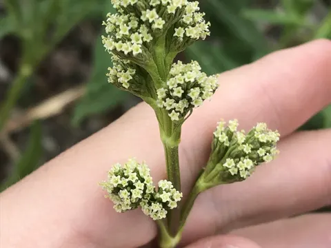Edible Valerian