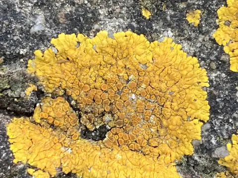 Limestone Lobed Firedot